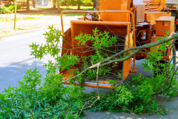 How Our Tree Care Process Works  in  Quanah, TX