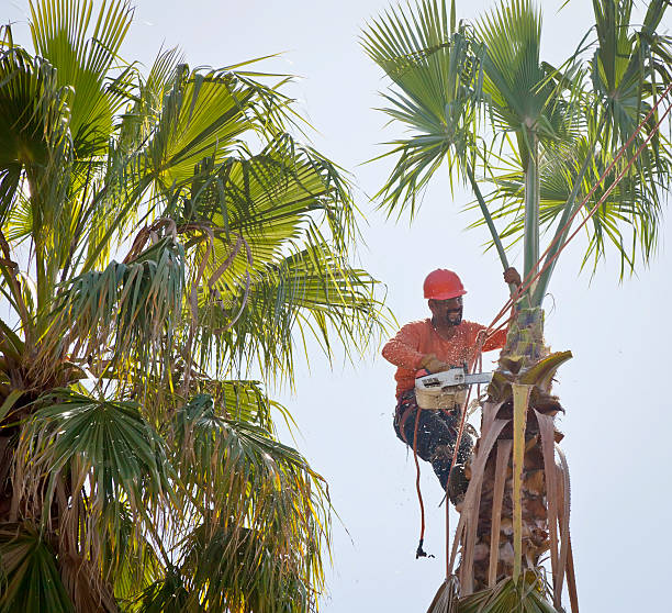 Best Arborist Consultation Services  in Quanah, TX