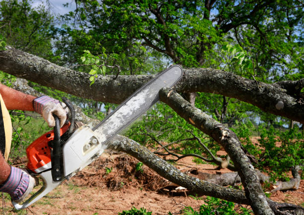 Quanah, TX Tree Services Company